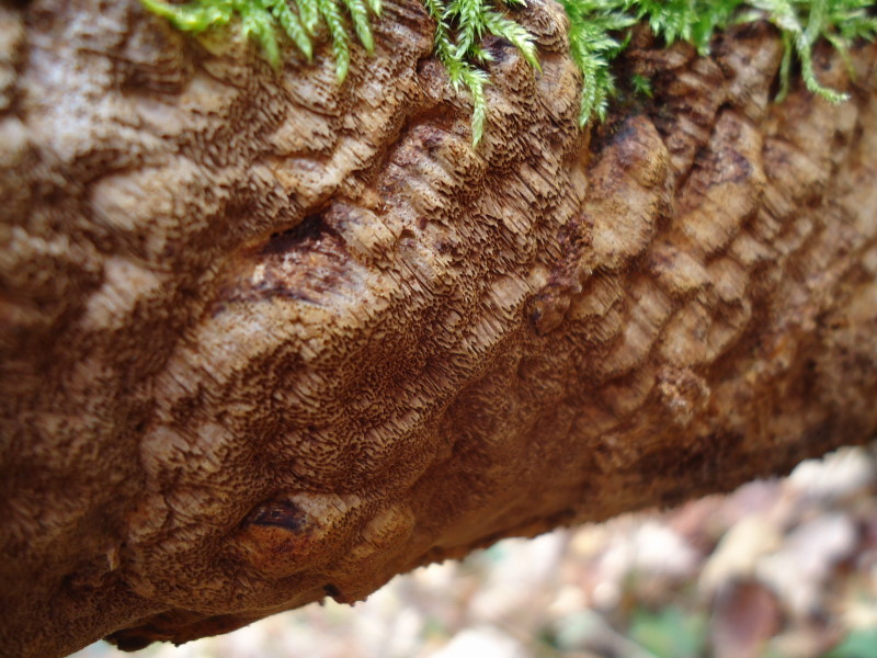 Phellinus e poi ..